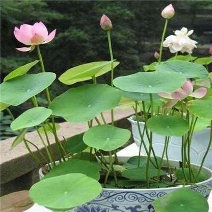 Lotus Plant Seed(Piece of 40)