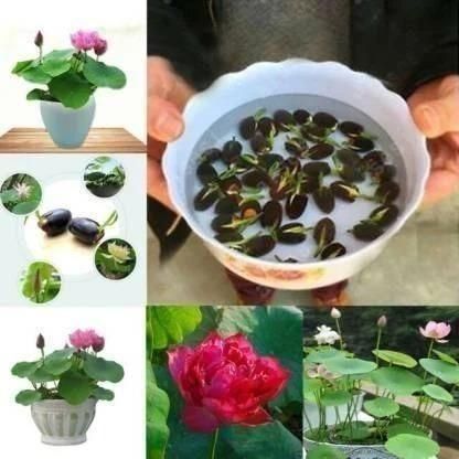 Lotus Plant Seed(Piece of 40)